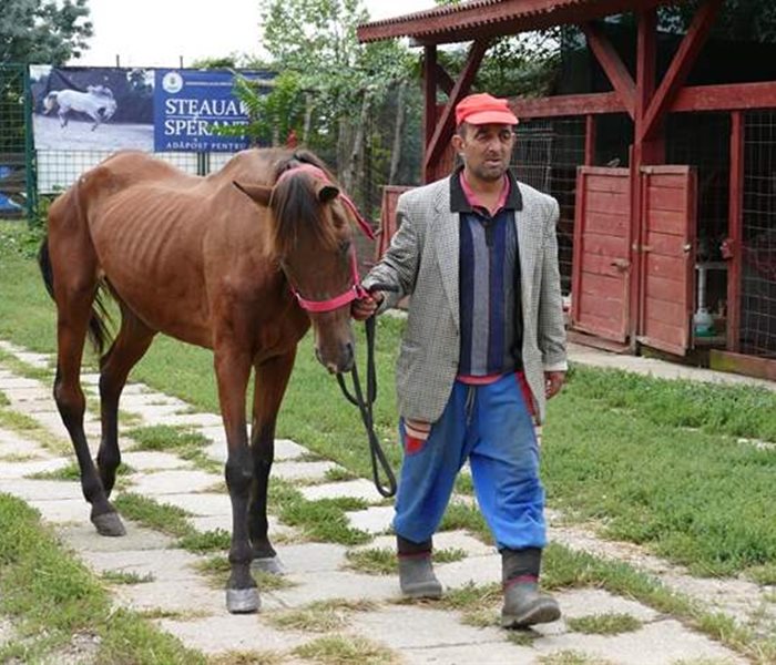 Journées SUST pour chevaux de trait en Roumanie