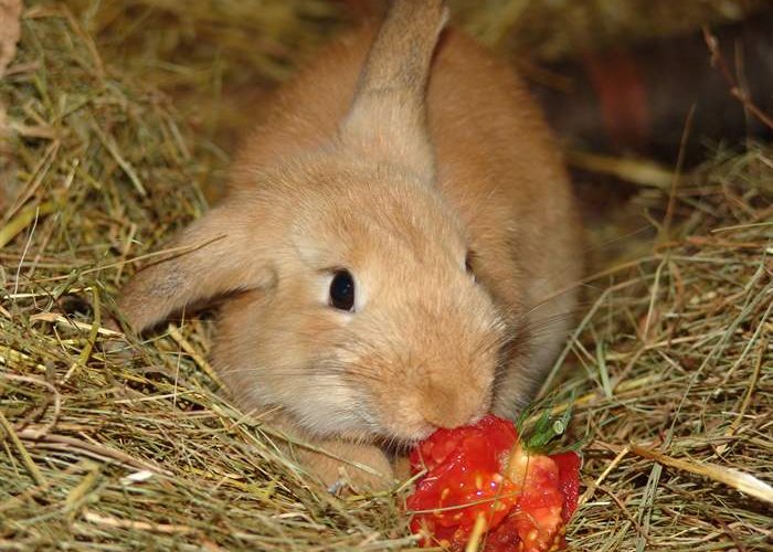 Lebende Kaninchen sind KEINE Ostergeschenke!