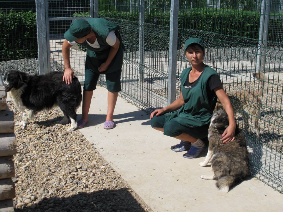 SUST-Sommereinsatz: Besuch in den Tierheimen in Cernavoda