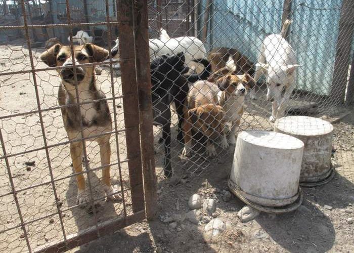 Strassenhundeproblem Rumänien