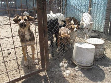 Strassenhundeproblem Rumänien