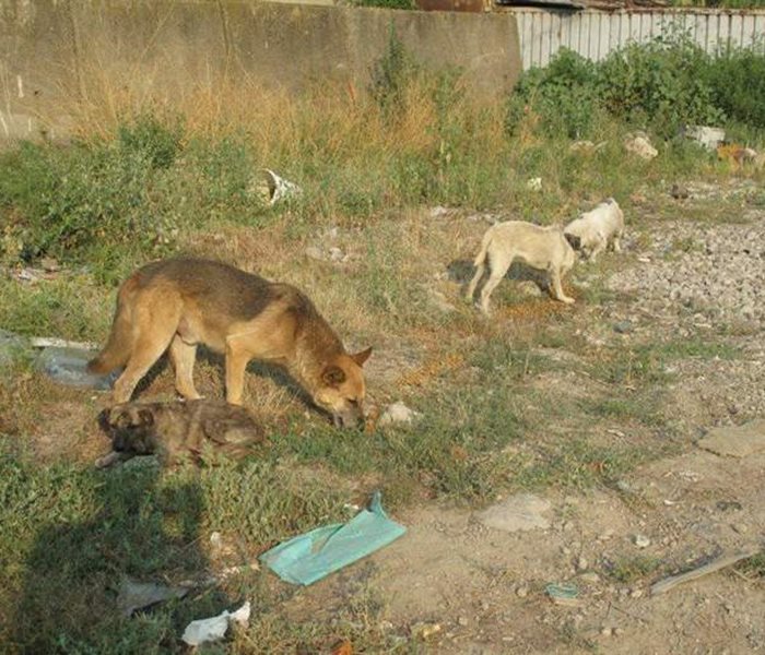 Hundeüberpopulation in Rumänien