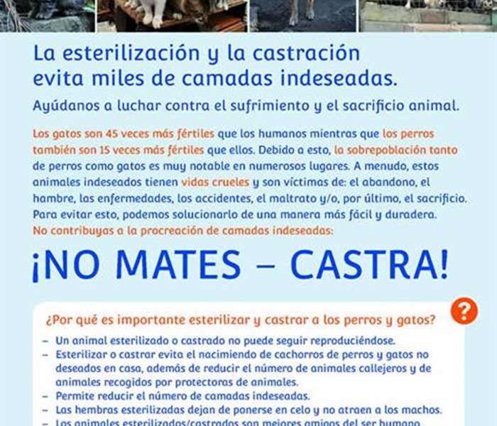 Das Kastrationsmerkblatt ist neu in Spanischer Sprache erhältlich