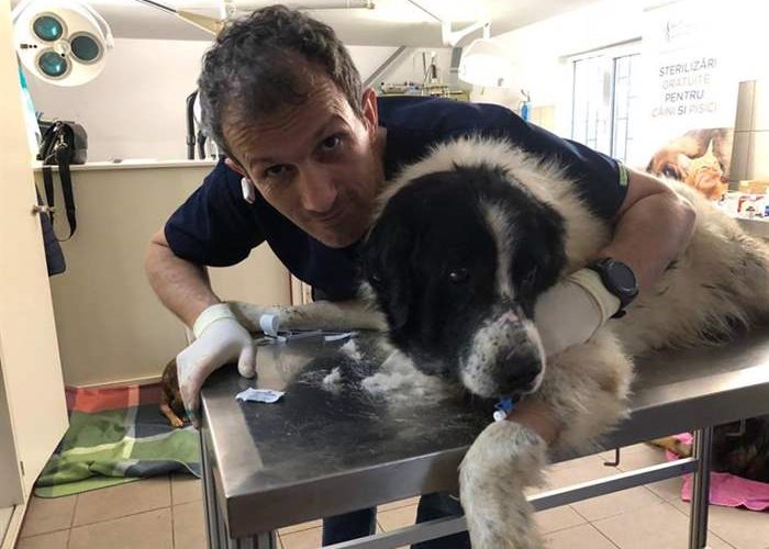Grusswort von Dr. Dan Bastea, tierärztlicher Leiter des SUST-Tierwaisenhospitals in Galati, Rumänien