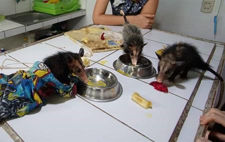 Rubai, Cia und Aeris werden Freunde im SUST-Tierwaisenhospital in Peru