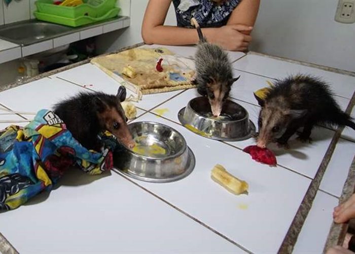 Rubai, Cia und Aeris werden Freunde im SUST-Tierwaisenhospital in Peru