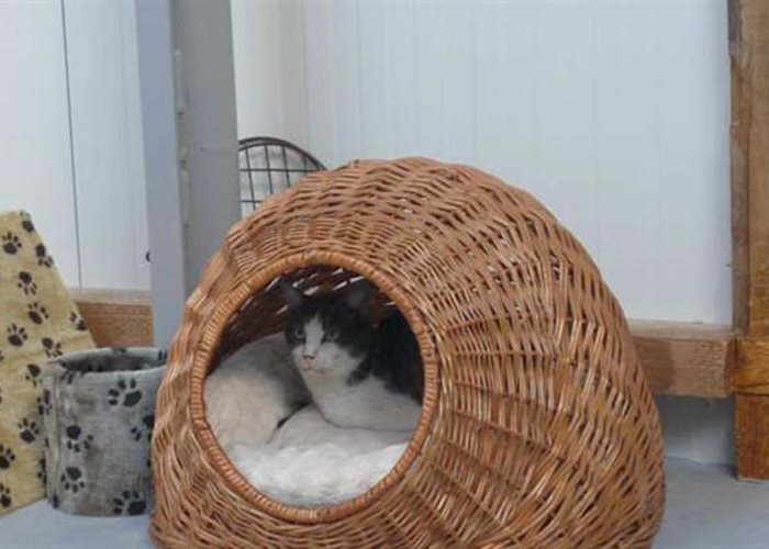 Einzug der heimatlosen Katzen ins neue Tierheim Help Labus
