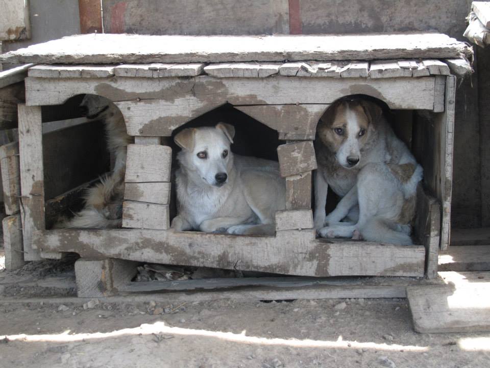 Hütten für die Hunde im rumänischen Tierheim Help Labus