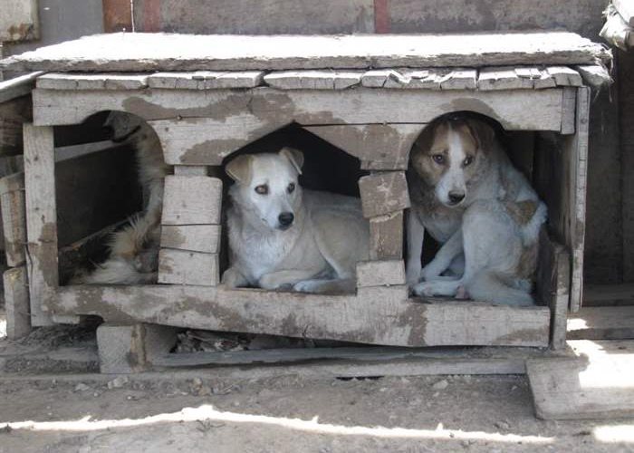 Hütten für die Hunde im rumänischen Tierheim Help Labus