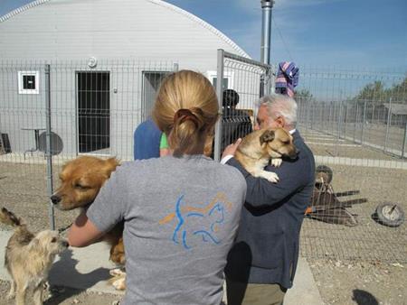 Hundeumzug ins neue Tierheim Help Labus in Galati, Rumänien