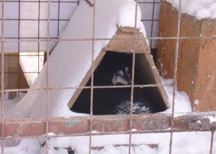 Neuer Schneesturm in Galati: Ein weiterer Schlag für das Tierheim