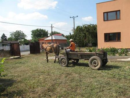 SUST-Arbeitspferde-Tage in Rumänien