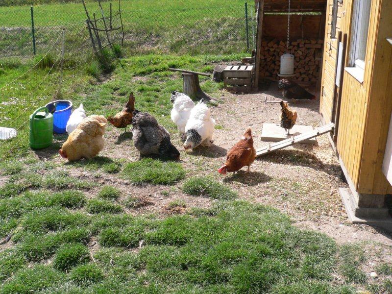 Anforderungen an die Hühnerhaltung