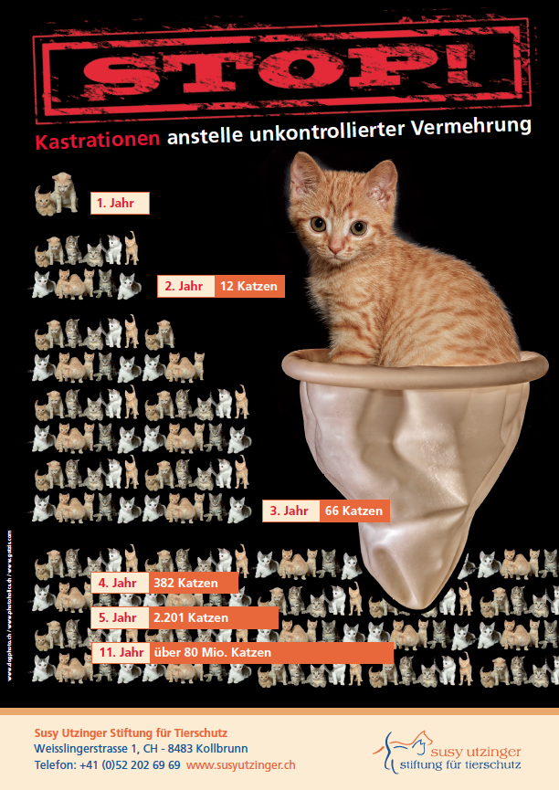 Poster: STOP - Kastration anstelle unkontrollierter Vermehrung