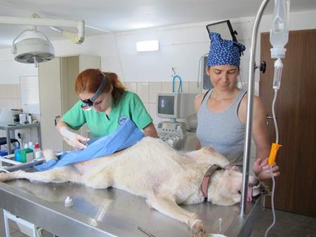 Aide des Etats-Unis, du Mexique et de la Suisse pour l'hôpital d'animaux orphelins SUST à Galati, Roumanie