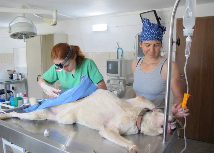 Aide des Etats-Unis, du Mexique et de la Suisse pour l'hôpital d'animaux orphelins SUST à Galati, Roumanie