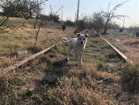 Ihre Spenden kommen an: Strassenhunde-Fütterungsstationen in Galati, Rumänien