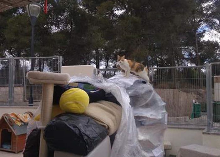 Your donations are well being received: Delivery of animal utensils to Spain