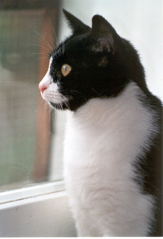 Vorsicht: Gekippte Fenster sind tödliche Fallen für Katzen
