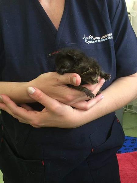 Tiny patients in the SUST Animal Orphan Hospital Bucharest