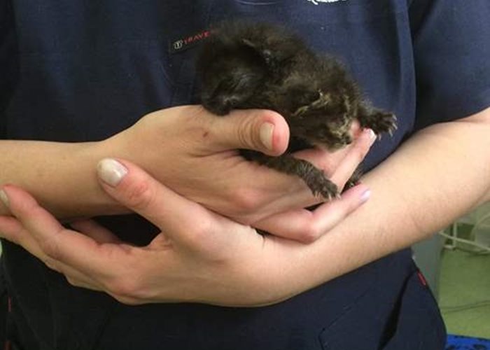 Tiny patients in the SUST Animal Orphan Hospital Bucharest