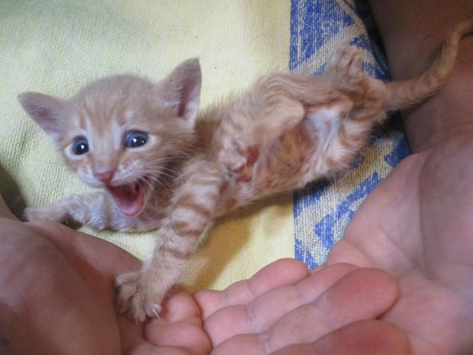 Brave mini-patient in the SUST animal orphan hospital in Hurghada, Egypt