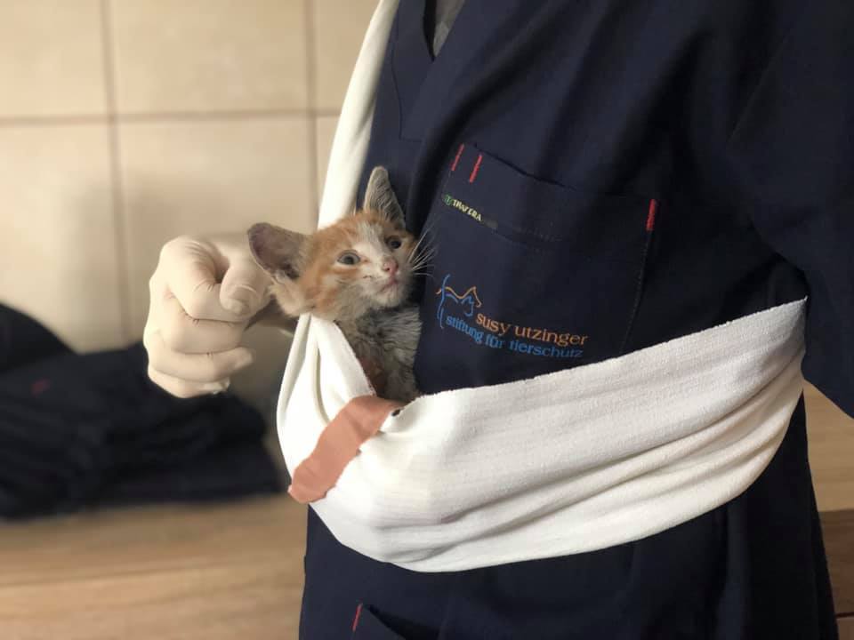 Tieren in Not zu helfen ist, war und bleibt unser oberstes Ziel im SUST-Tierwaisen-Hospital Galati