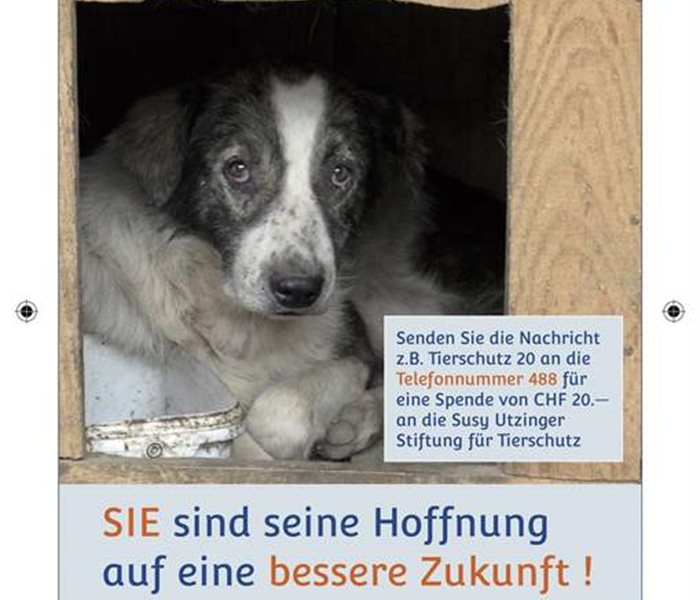 SMS-Spenden Motiv Hund(1) 105 x 148