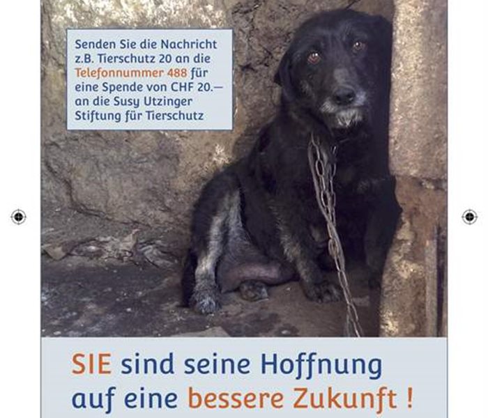 SMS-Spenden Motiv Hund(2) 105x148