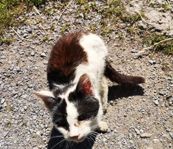 Katzen töten statt kastrieren: Auch in der Schweiz nach wie vor ein aktuelles Thema