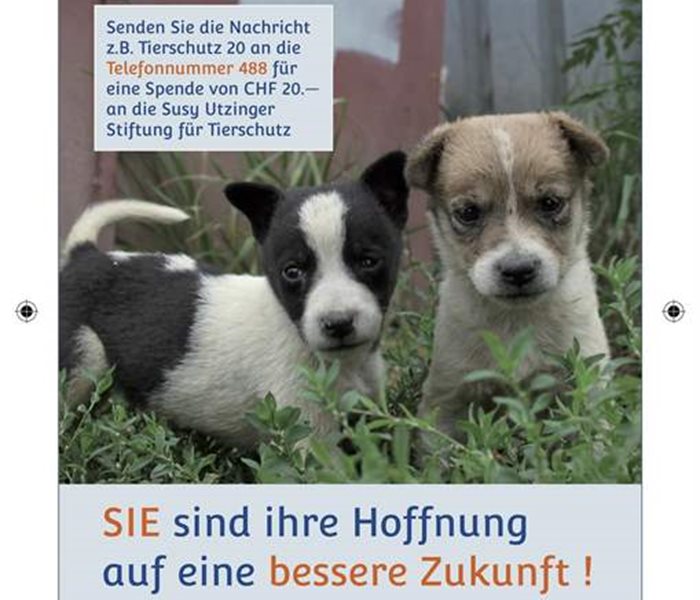 SMS-Spenden Motiv Hund(3) 105x148