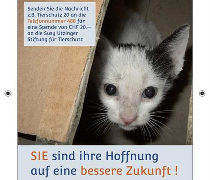 SMS-Spenden Motiv Katze(2) 105x148