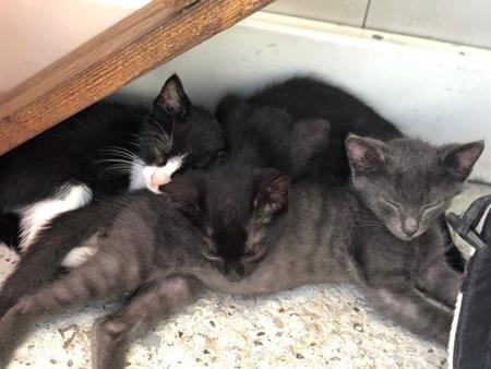 Spiel, Spass und gemeinsames Schlafen sind in der neuen SUST-Kittenstation in Rumänien die Hauptaufgaben der heimatlosen Jungkatzen