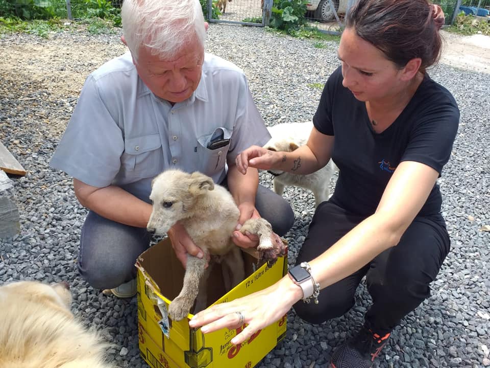 Almost every day, orphans in need of help arrive at our SUST animal orphan hospital in Galati, Romania.