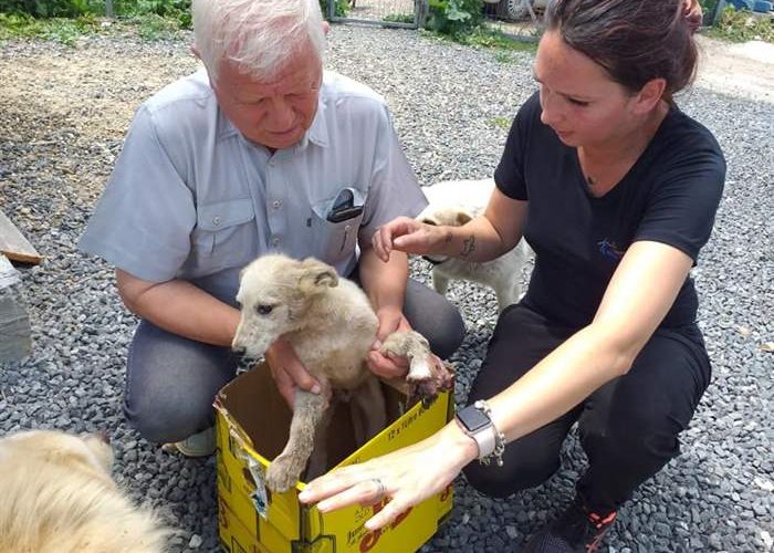 Almost every day, orphans in need of help arrive at our SUST animal orphan hospital in Galati, Romania.