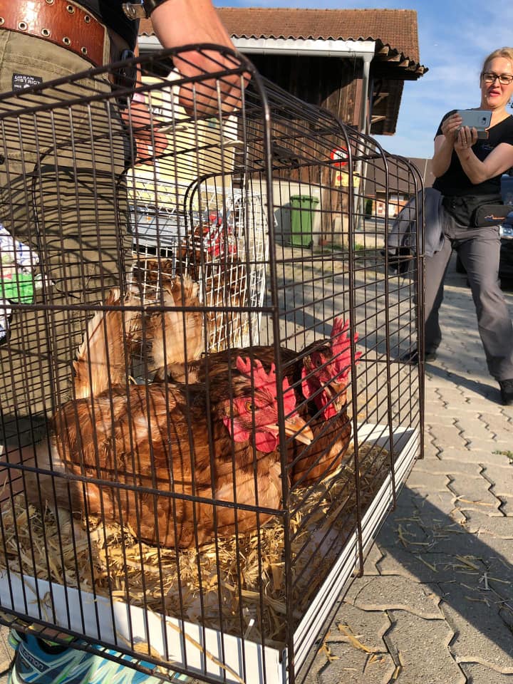 Successful SUST laying hen campaign on July 20, 2019