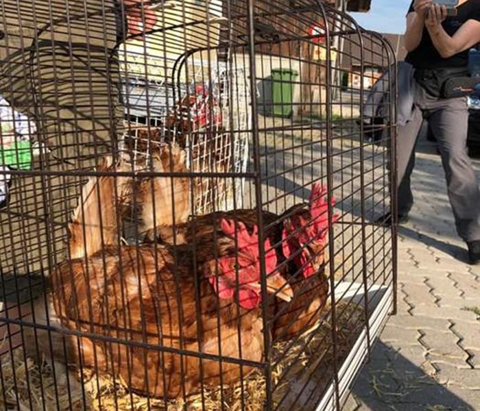 Successful SUST laying hen campaign on July 20, 2019