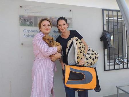New case at the SUST Animal Orphans Hospital Galati