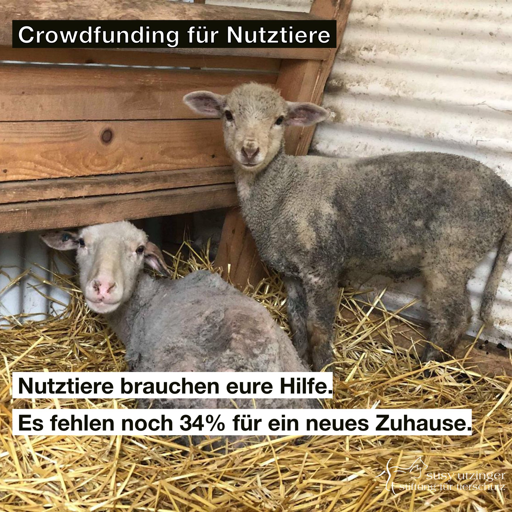 Crowdfunding for farm animals