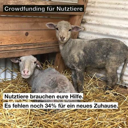 Crowdfunding für Nutztiere