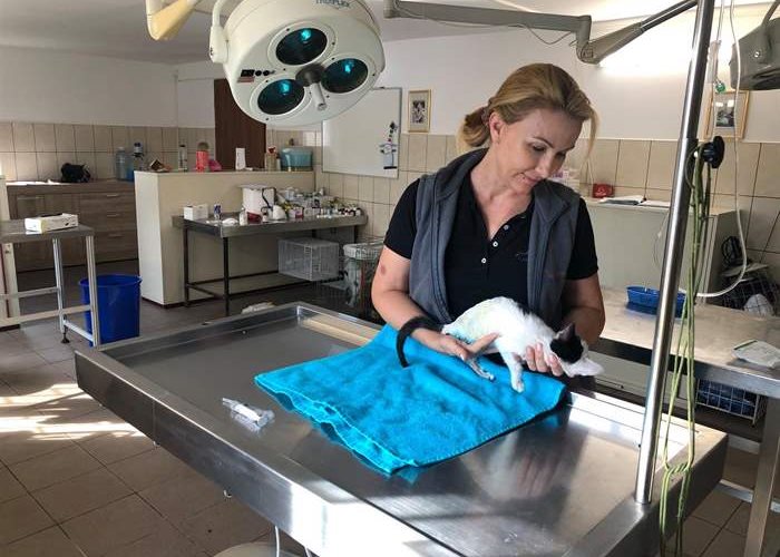 Jubilé animal : le 5000e patient de l'hôpital pour animaux orphelins SUST Galati, Roumanie