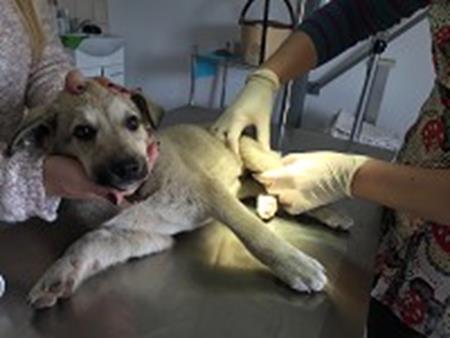 5 SUST-Tierwaisen Hospitäler: Zuflucht und Rettung für herrenlose Tiere