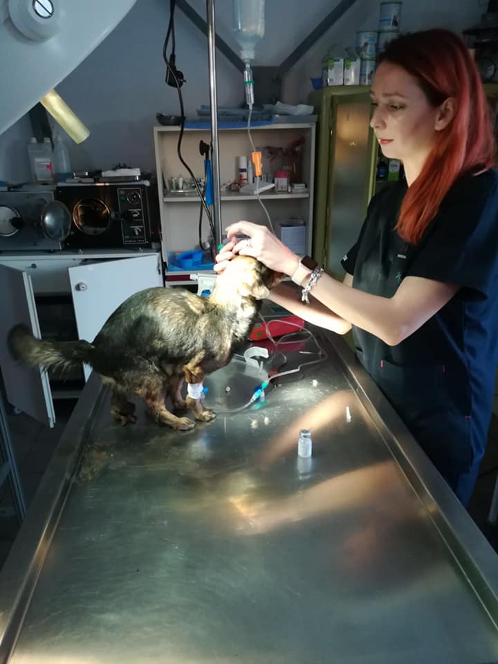 Die Wunder des SUST-Tierwaisen-Hospitals Galati, Rumänien