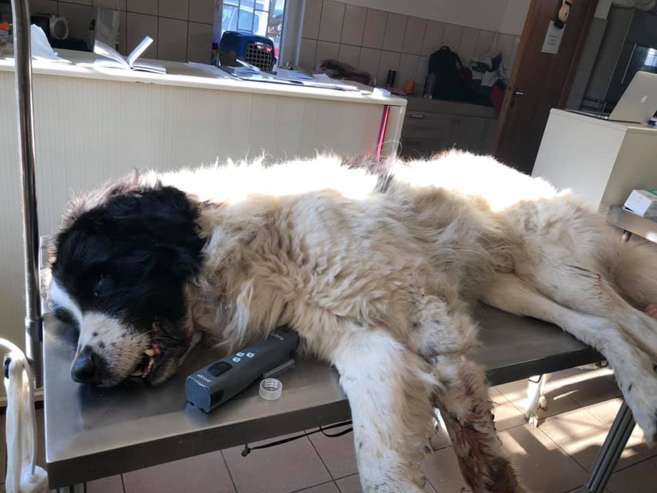 SUST Animal Orphans Hospital Galaţi, Romania