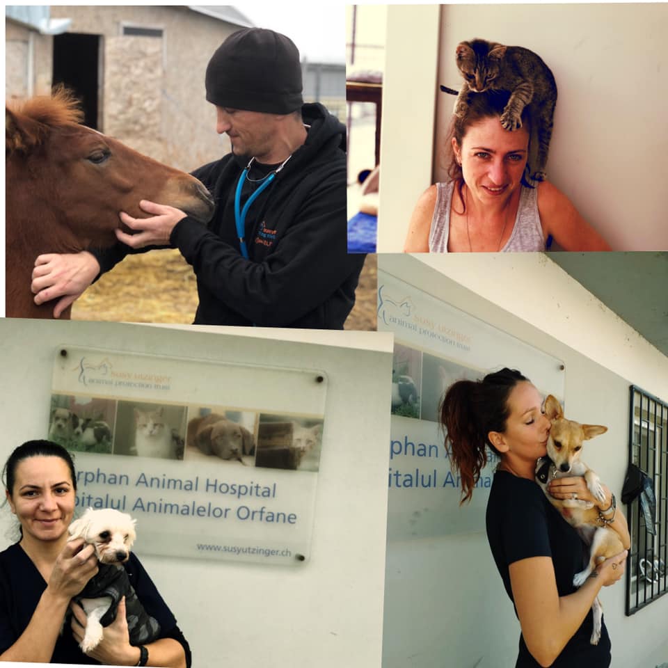 Happy New Year from the SUST Animal Orphans Hospital in Galati, Romania