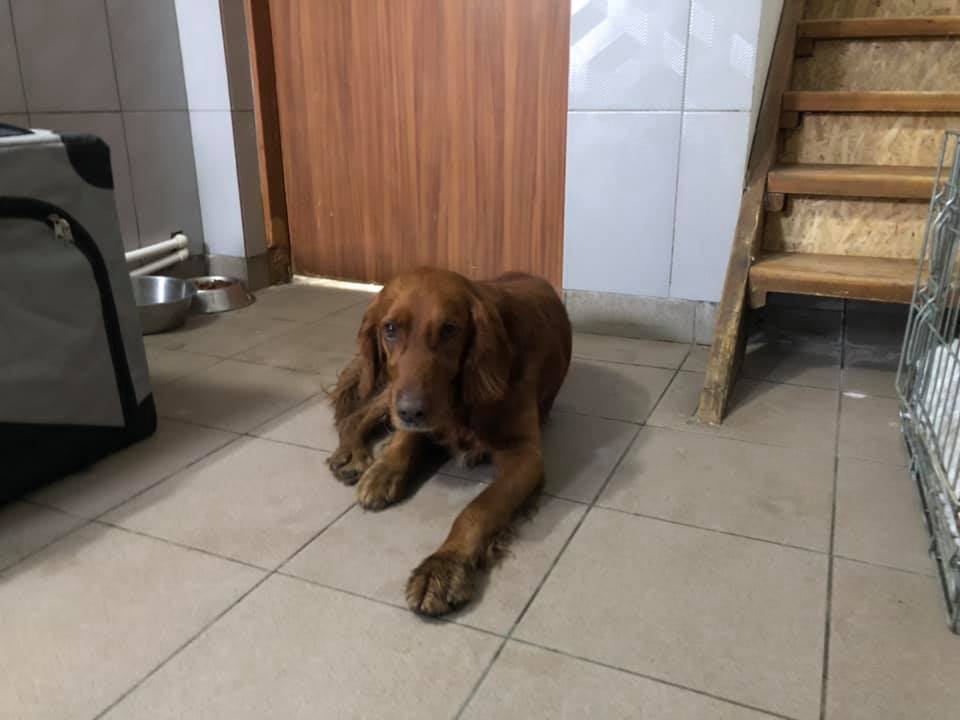 After this week at the SUST Animal Orphans Hospital in Galati, Romania, it is definitely time for some good news!