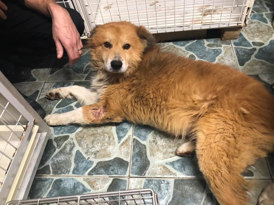 Another happy end story, this time for the dog from the public shelter in Galati, Romania