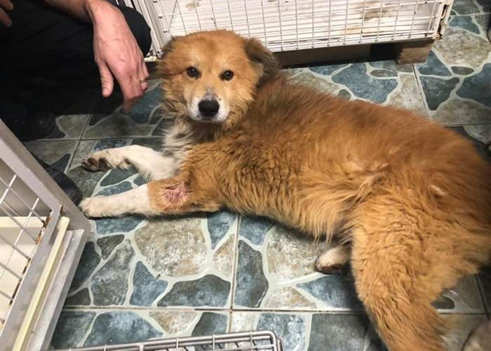 Another happy end story, this time for the dog from the public shelter in Galati, Romania