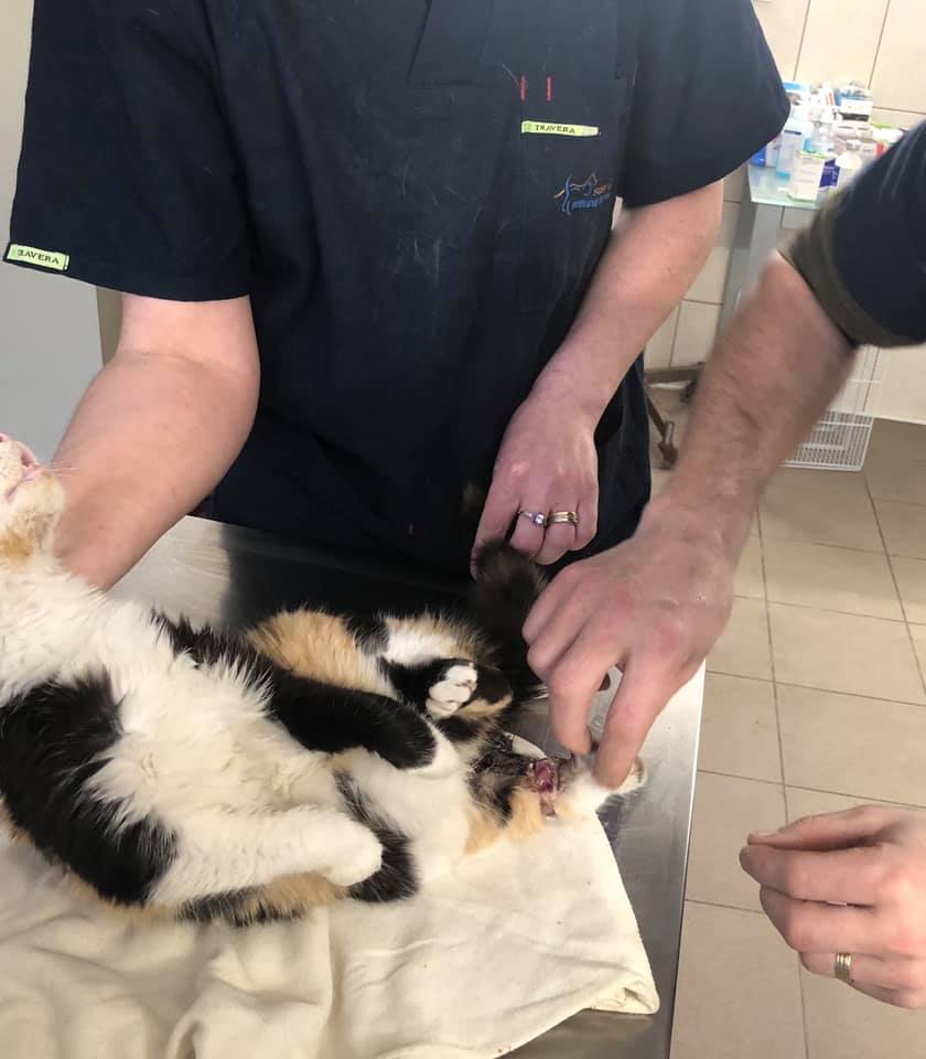 Diese Katze wurde angefahren und kam als Notfall ins SUST-Tierwaisen-Hospital Galati, Rumänien