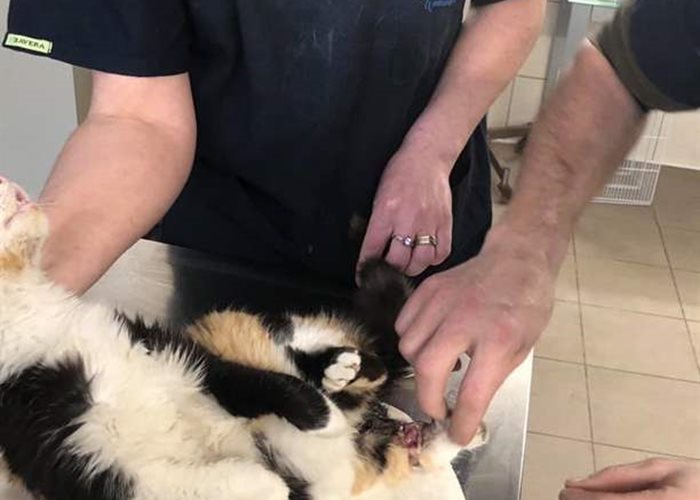 Diese Katze wurde angefahren und kam als Notfall ins SUST-Tierwaisen-Hospital Galati, Rumänien
